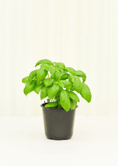 Basil 4-Pack Plant Rooted 