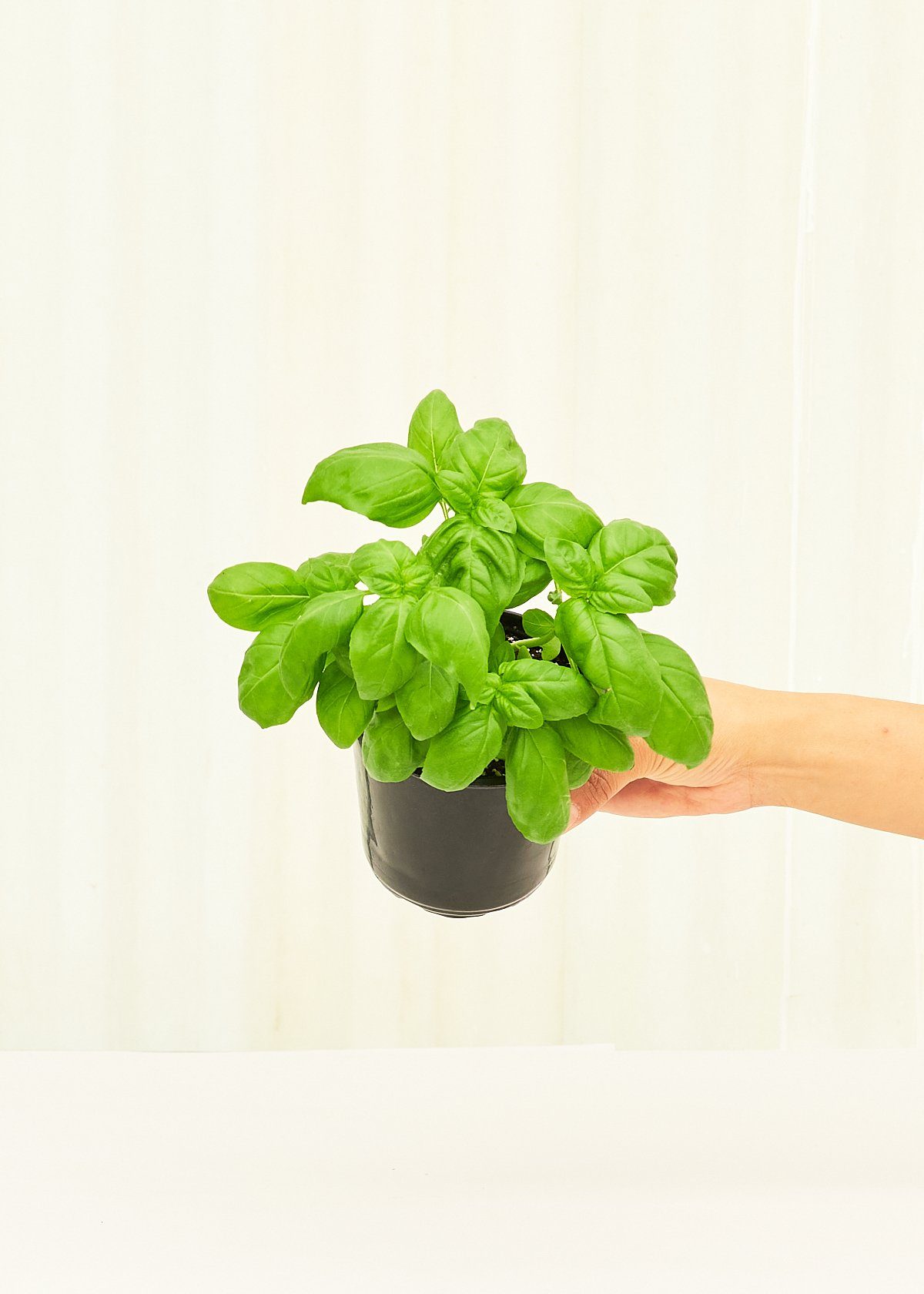 Basil 4 Pack