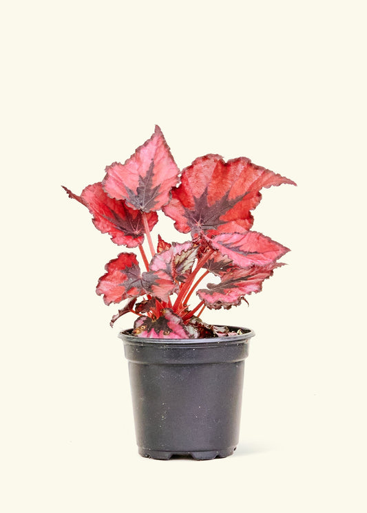 Small Begonia 'Red Robin' in a grow pot.