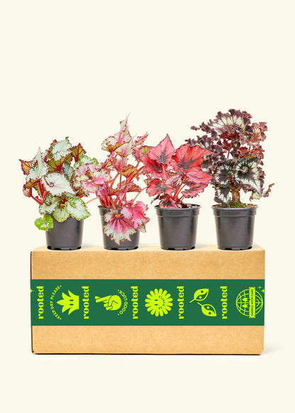Assorted Begonia 'Rex' Box, Small
