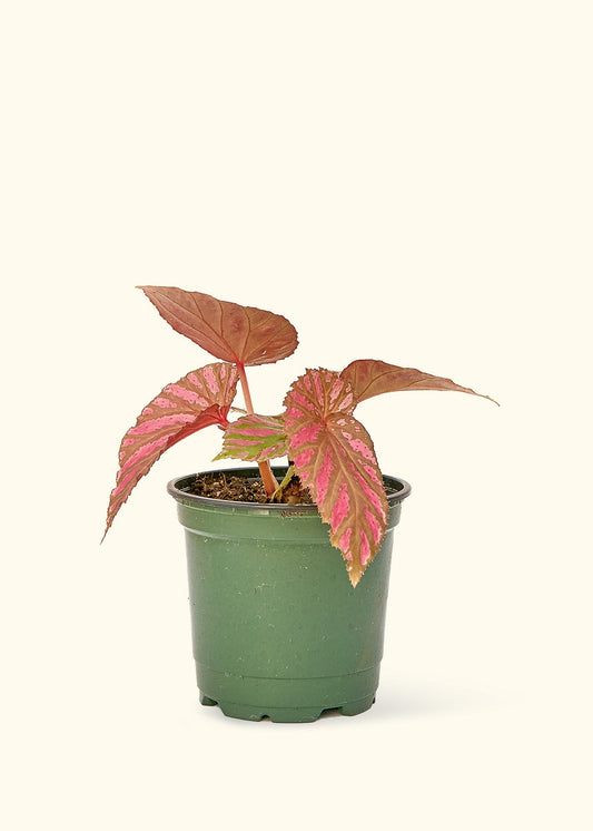 Small Begonia Exotica in a grow pot.