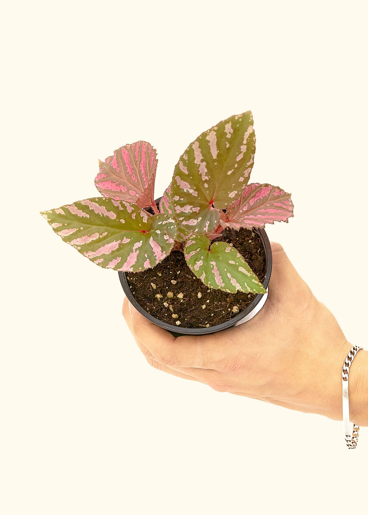 Small Begonia Exotica in a grow pot.