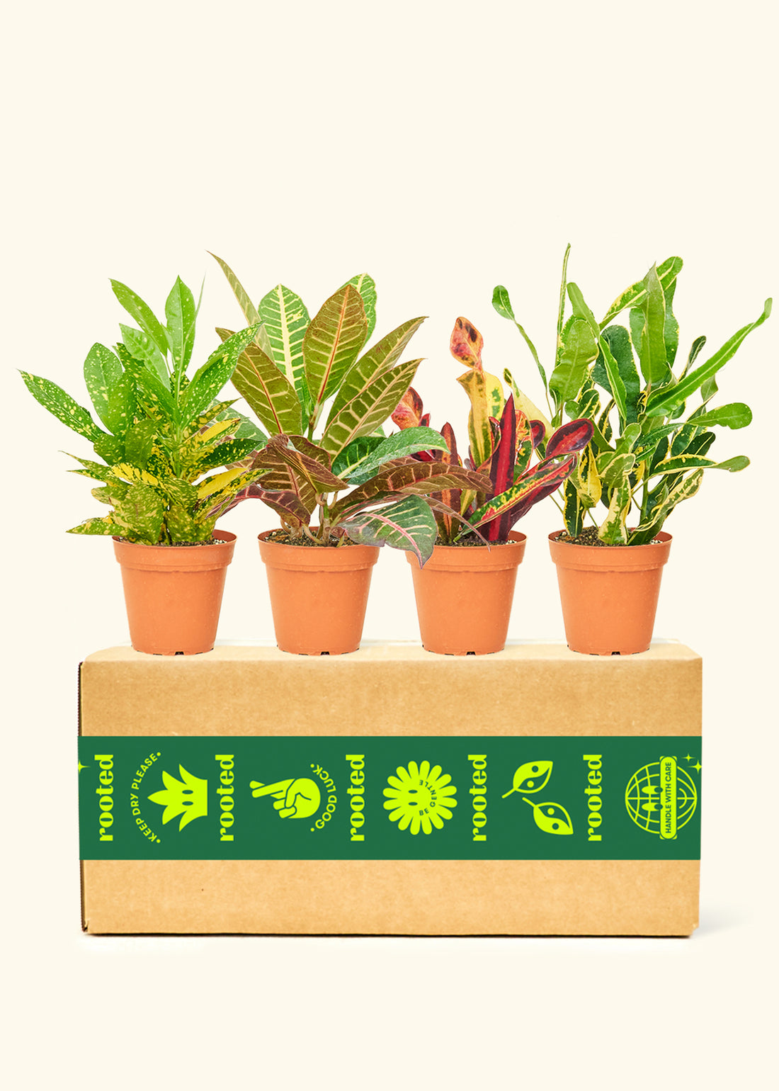 Croton Assorted Assorted Croton Box (Assorted Codiaeum Variegatum) – Hey Rooted