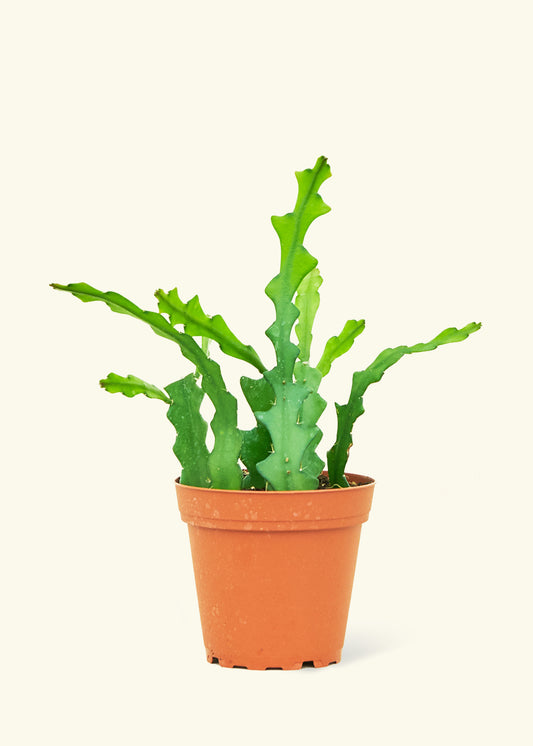 Small cactus fishbone in a grow pot.