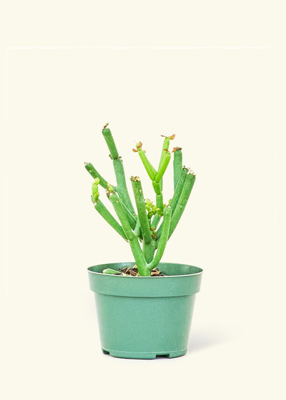 Small Pencil Cactus (Euphorbia tirucalli) in a grow pot.