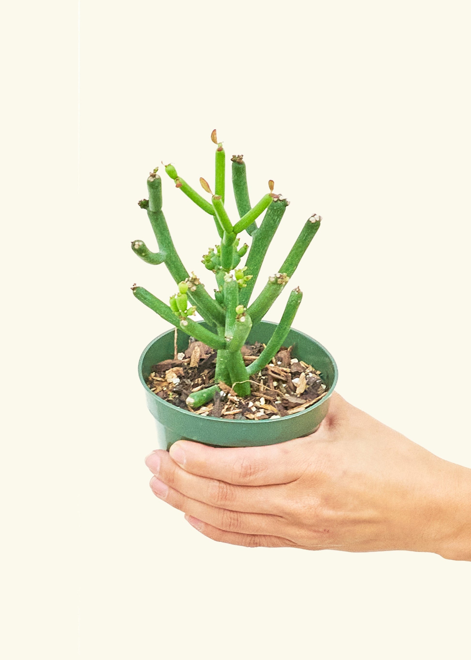 Small Pencil Cactus (Euphorbia tirucalli) in a grow pot.