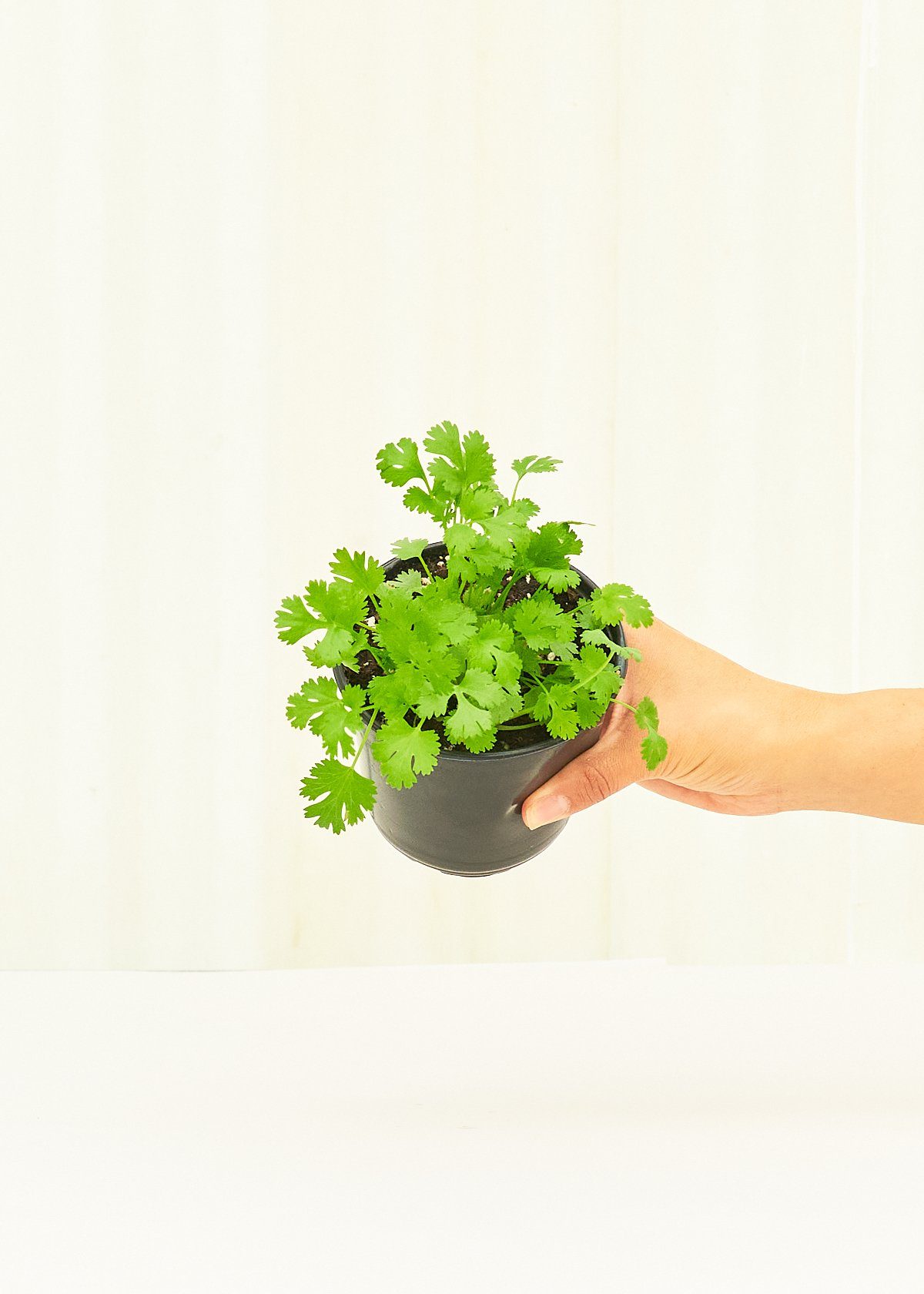 Cilantro 4-Pack Plant Rooted 