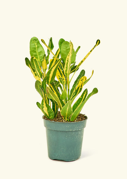 Small Croton 'Banana' in a grow pot