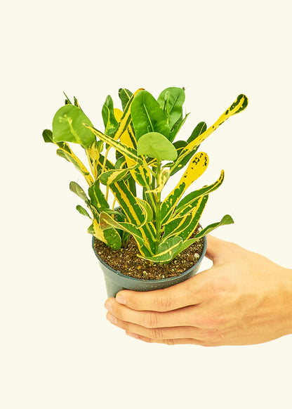 Small Croton 'Banana' in a grow pot