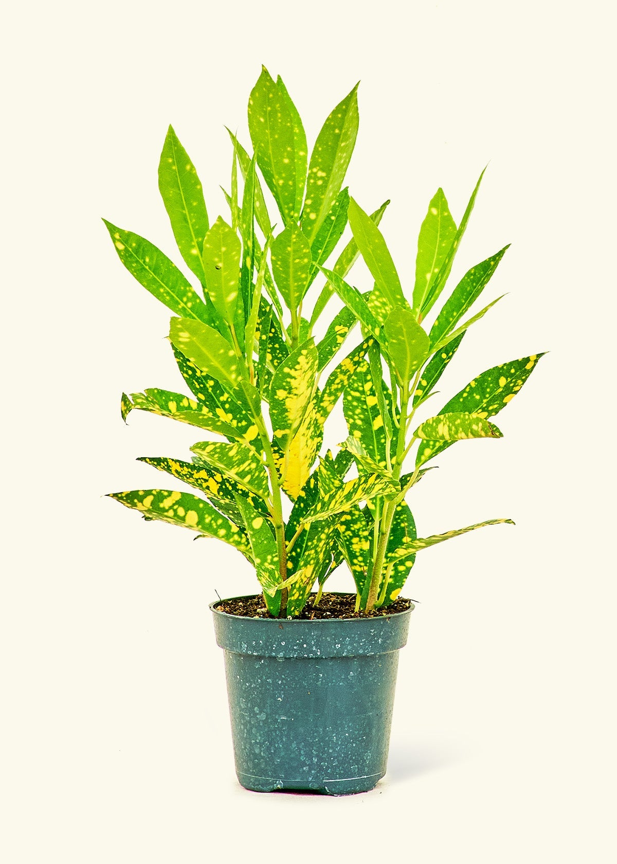 Small Gold Dust Croton (Codiaeum variegatum) in a grow pot.