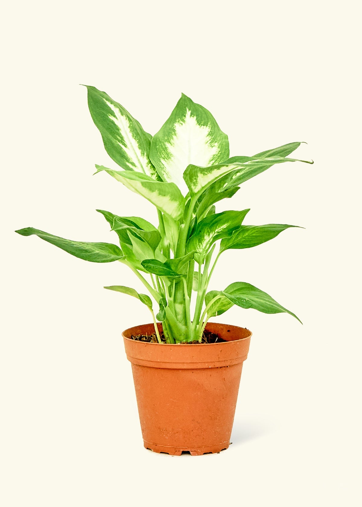 Small Dieffenbachia (Dieffenbachia 'Camille') in a grow pot.