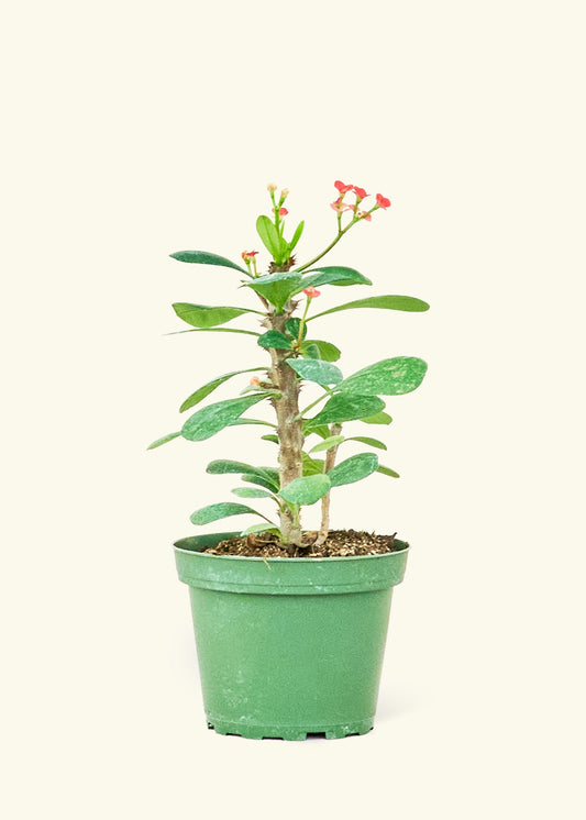 Small Crown of Thorns (Euphorbia milii) in a grow pot.