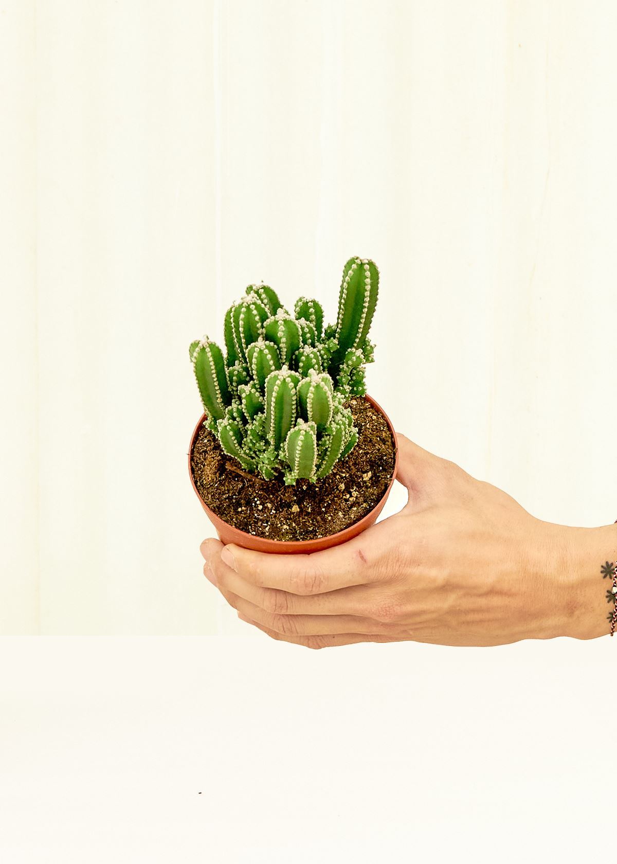 Small Fairy Castle Cactus (Acanthocereus tetragonus 'Fairy Castle') in a grow pot.