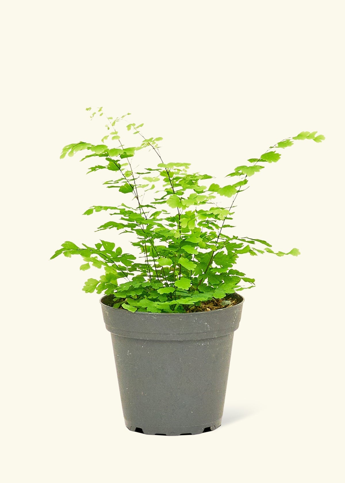 Small Maidenhair Fern (Adiantum aethiopicum) in a grow pot.