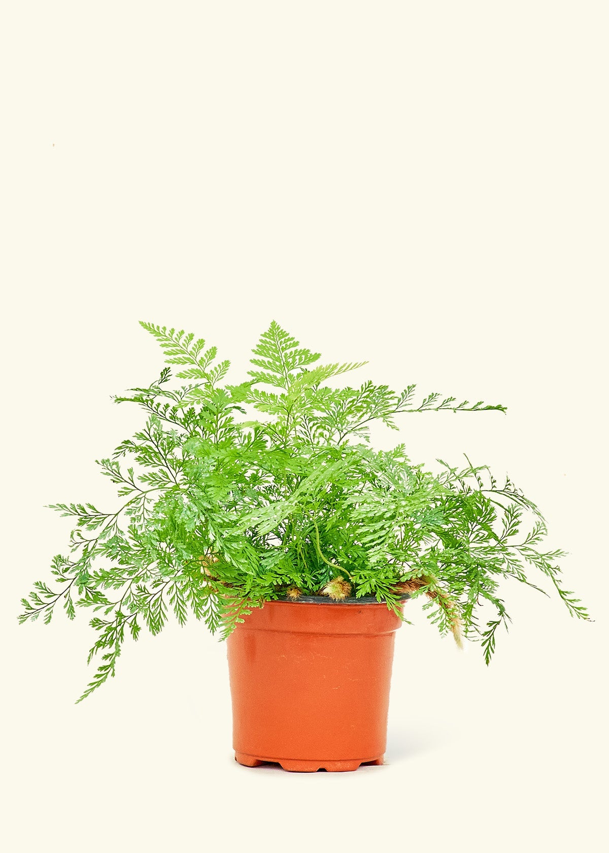 Rabbit Foot Fern – Hey Rooted