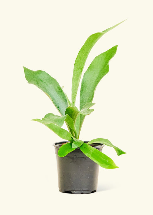 Small Staghorn Fern (Platycerium bifurcatum) in a grow pot.