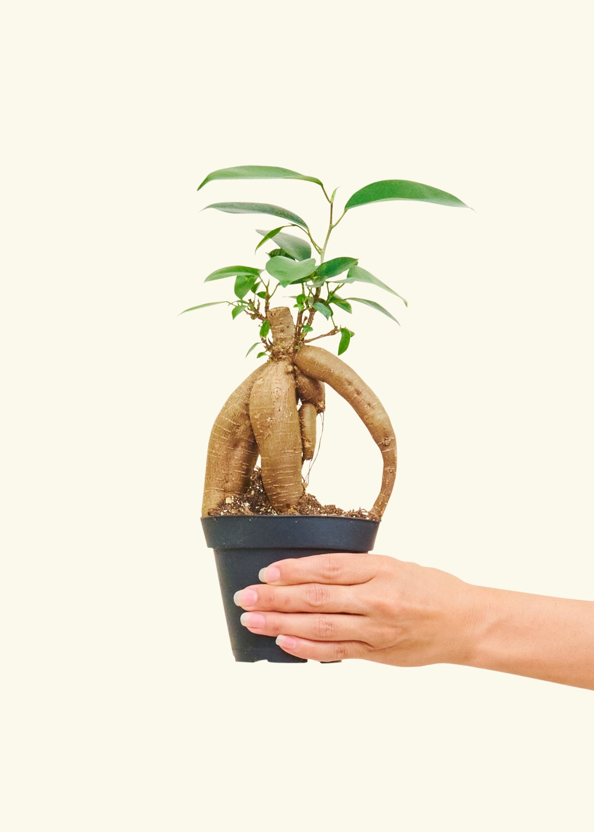 Ficus 'Ginseng', Small