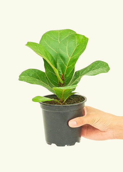 Small Fiddle Leaf Fig (Ficus lyrata) in a grow pot.