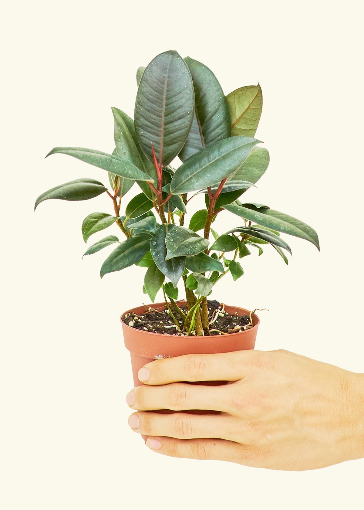Small Rubber Tree 'burgundy' (Ficus elastica) in a grow pot.