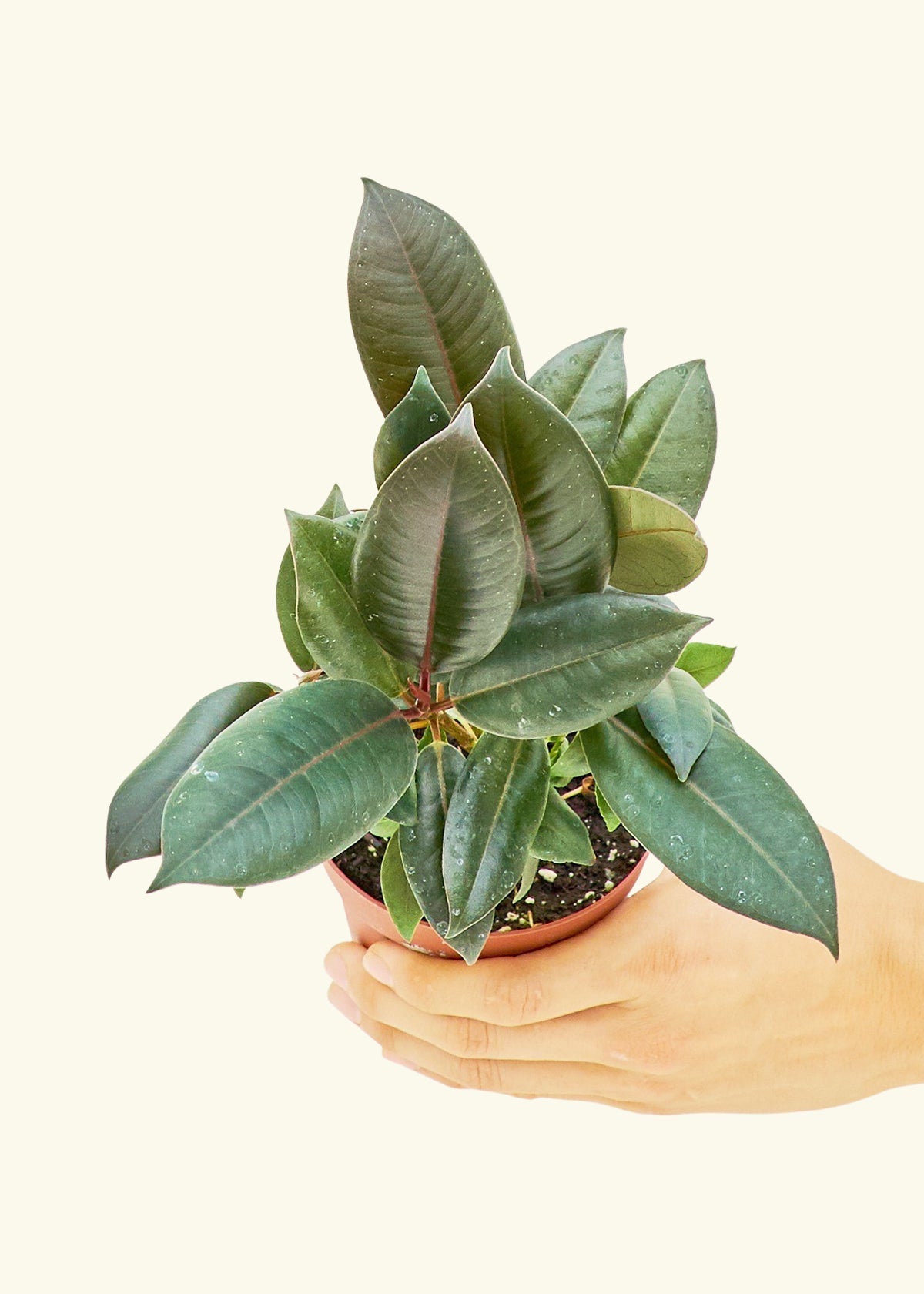 Small Rubber Tree 'burgundy' (Ficus elastica) in a grow pot.