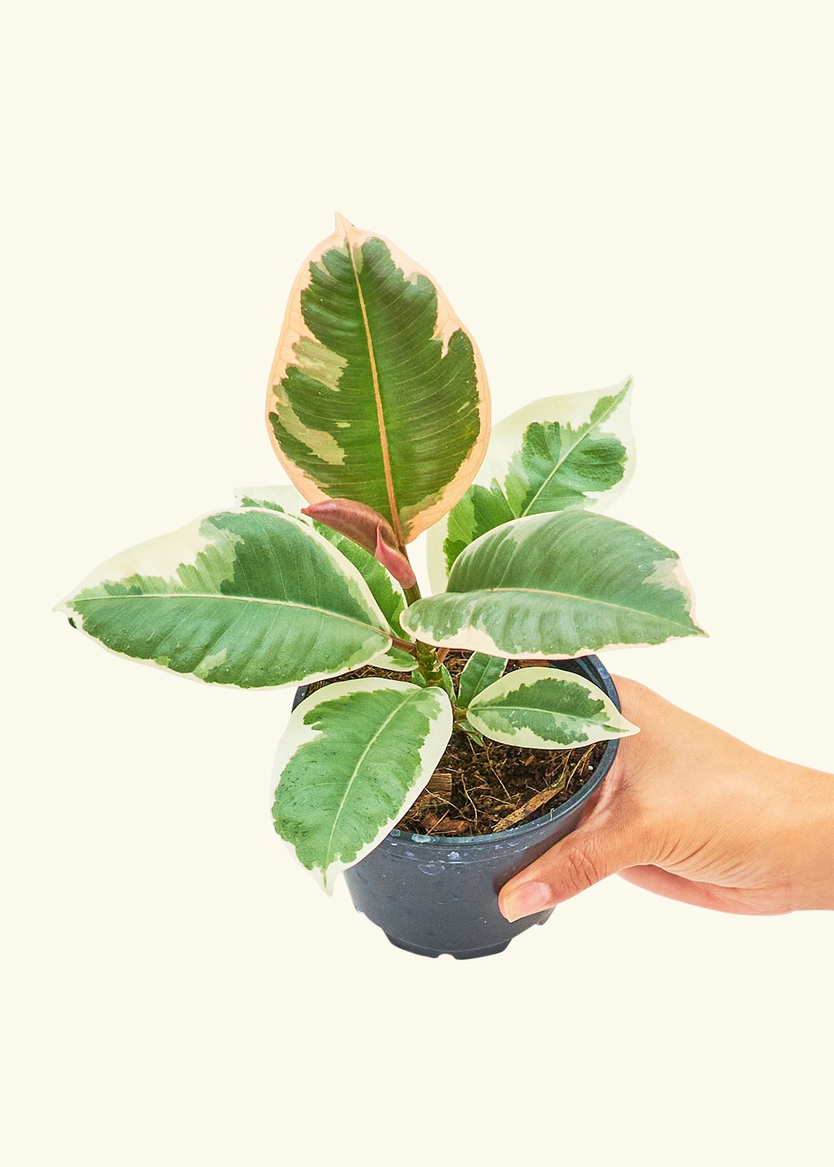 Small Ruby Rubber Tree (Ficus elastica 'Ruby') in a grow pot.