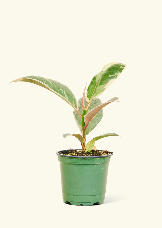 Small Variegated Rubber Plant (Ficus Elastica Tineke) in a grow pot 