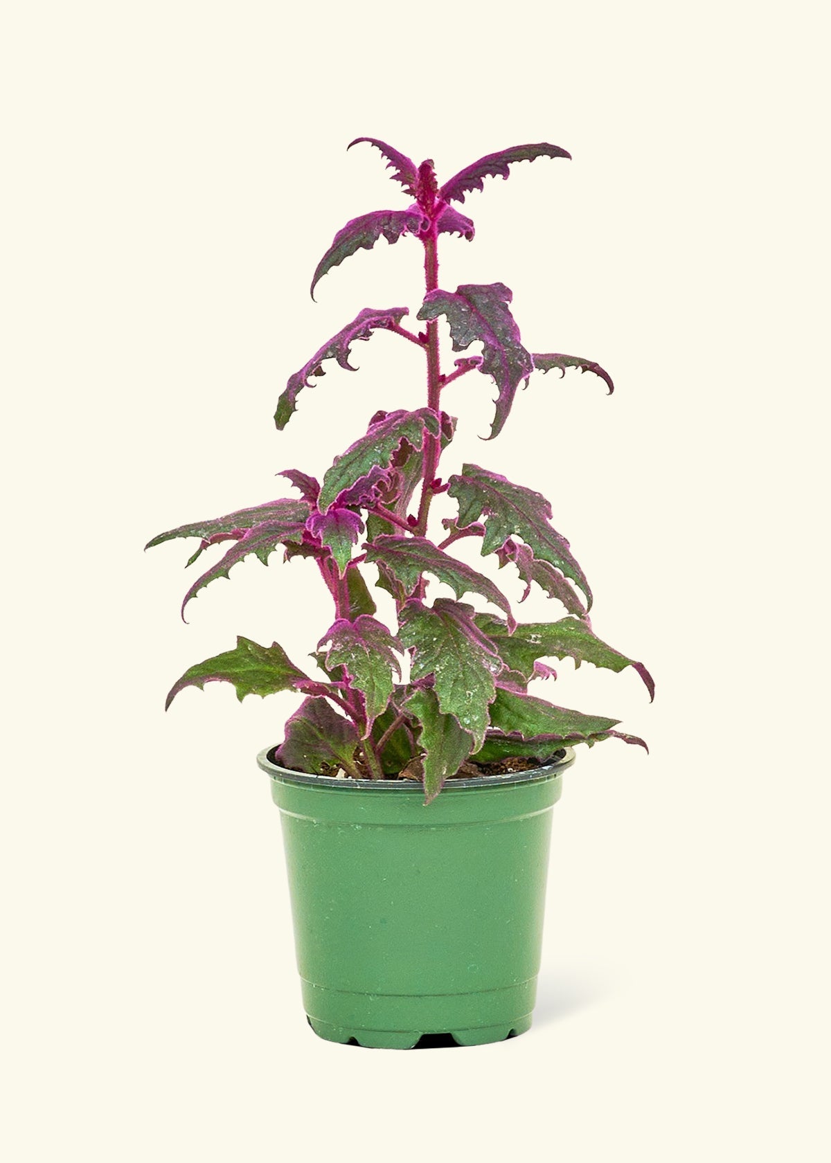 Small Purple Passion Plant (Gynura aurantiaca) in a grow pot.