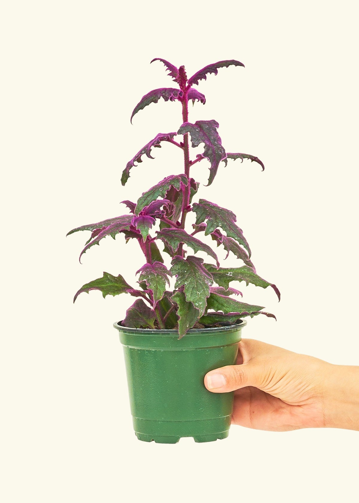 Small Purple Passion Plant (Gynura aurantiaca) in a grow pot.