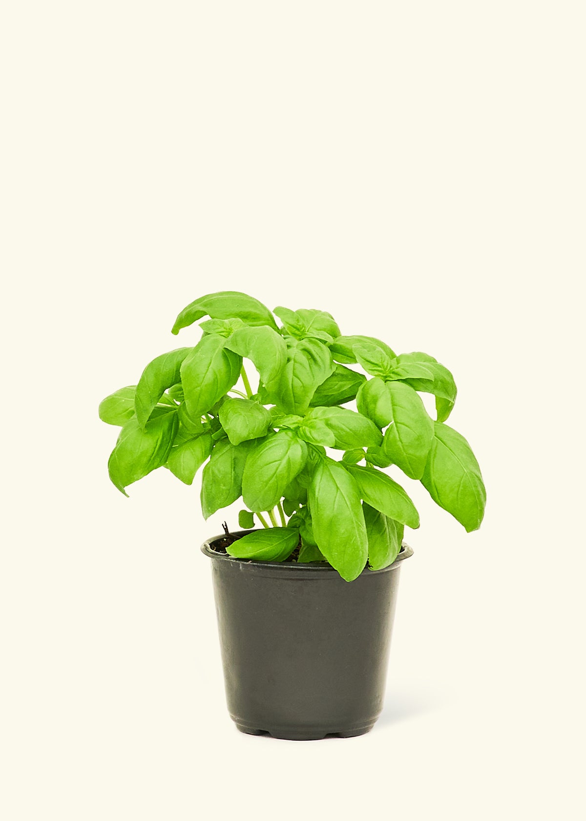 Basil4 Basil (Ocimum basilicum) – Hey Rooted