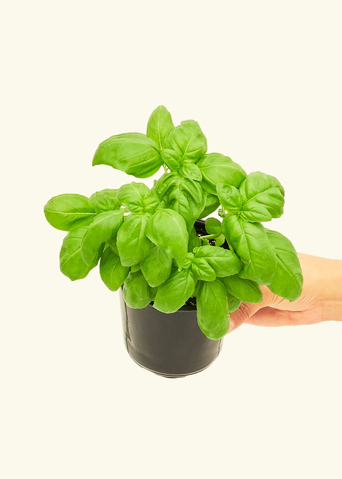 Basil4 Basil (Ocimum basilicum) – Hey Rooted