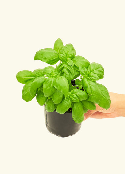 Small Basil in a grow pot.
