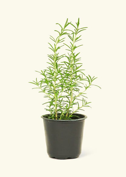 Rosemary 4-Pack Plant Rooted