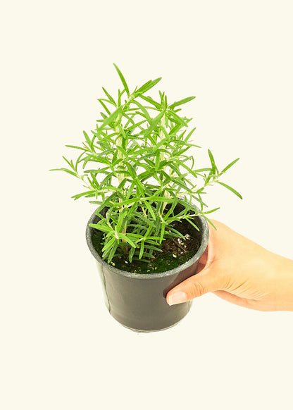Rosemary 4-Pack Plant Rooted