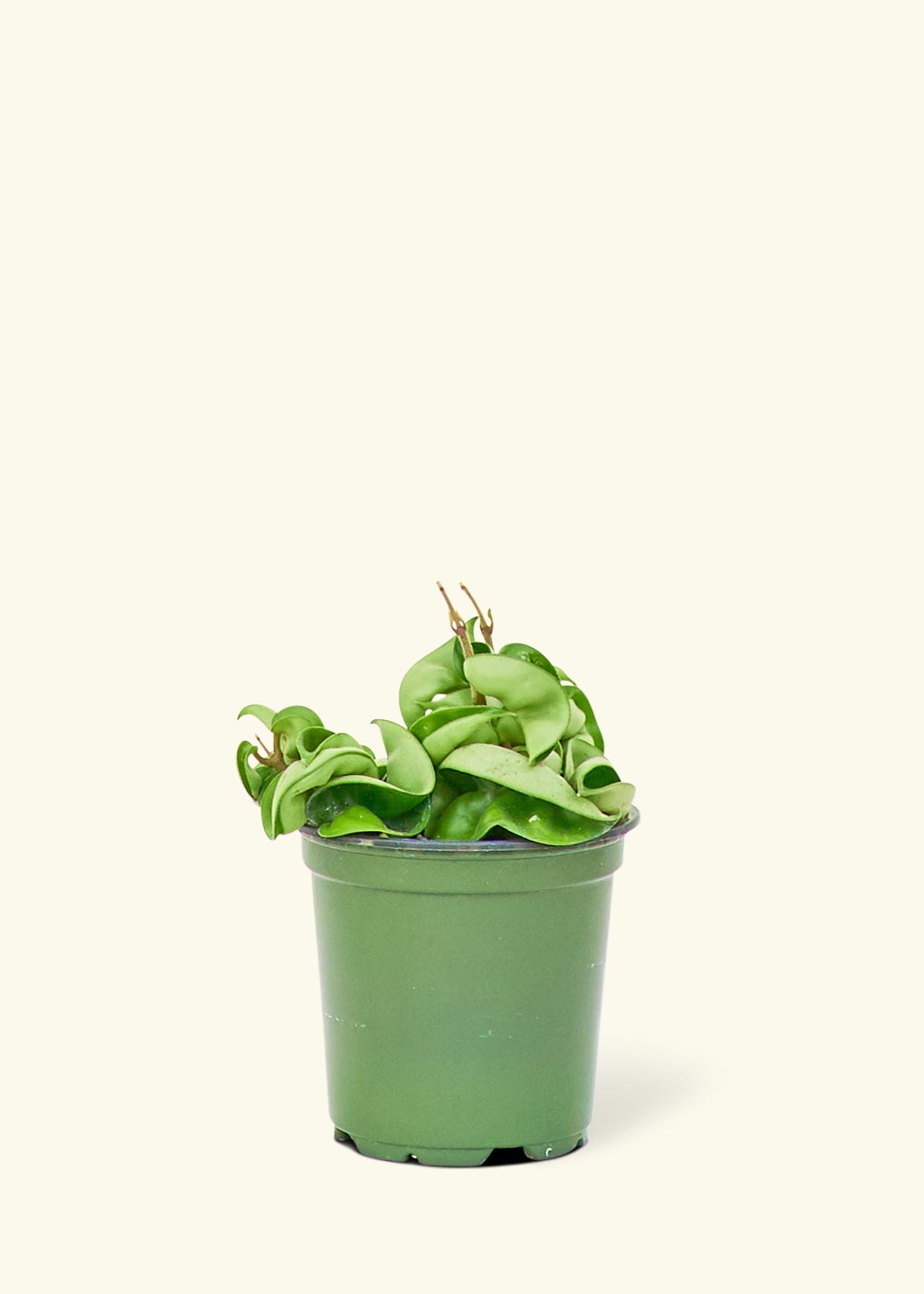 Hoya 'Rope' Plant – Hey Rooted