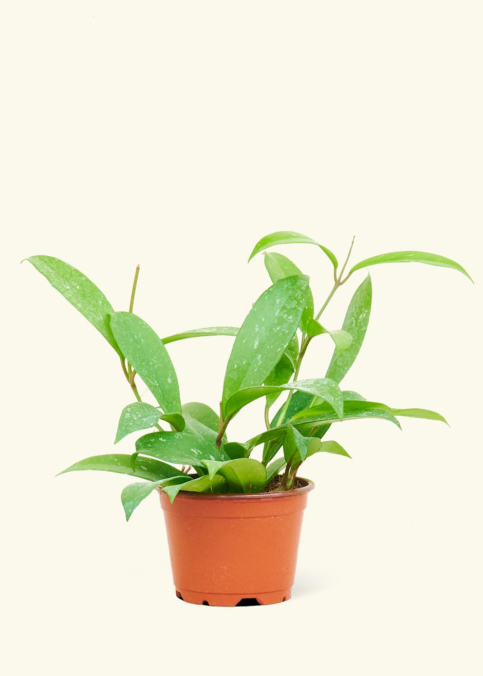 Desert Plants For The Home I Rooted