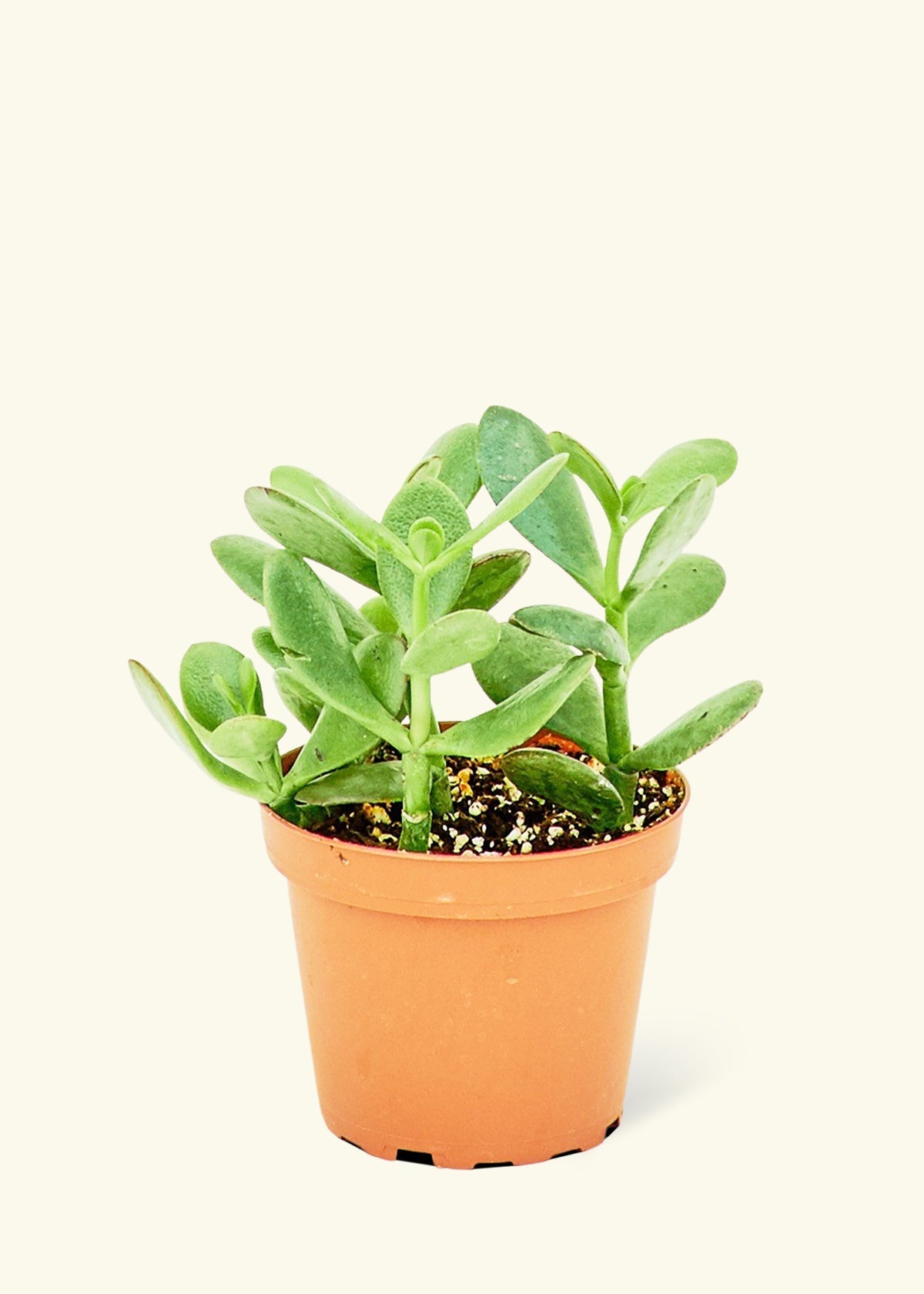 Small Jade Plant (Crassula ovata) in a grow pot.