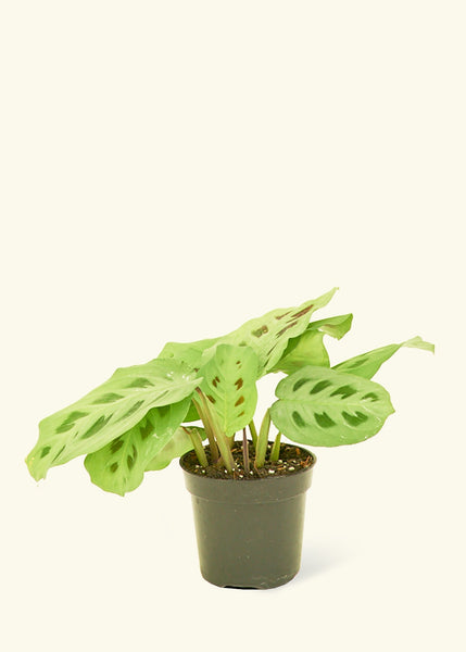 https://heyrooted.com/cdn/shop/products/4MARANTA-GREEN-1_ee6f8d30-ae29-4d1c-bc5f-a11a88bedd7b_grande.jpg?v=1677282062