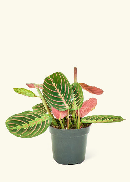 Small Red Prayer Plant (Maranta leuconeura) in a grow pot.