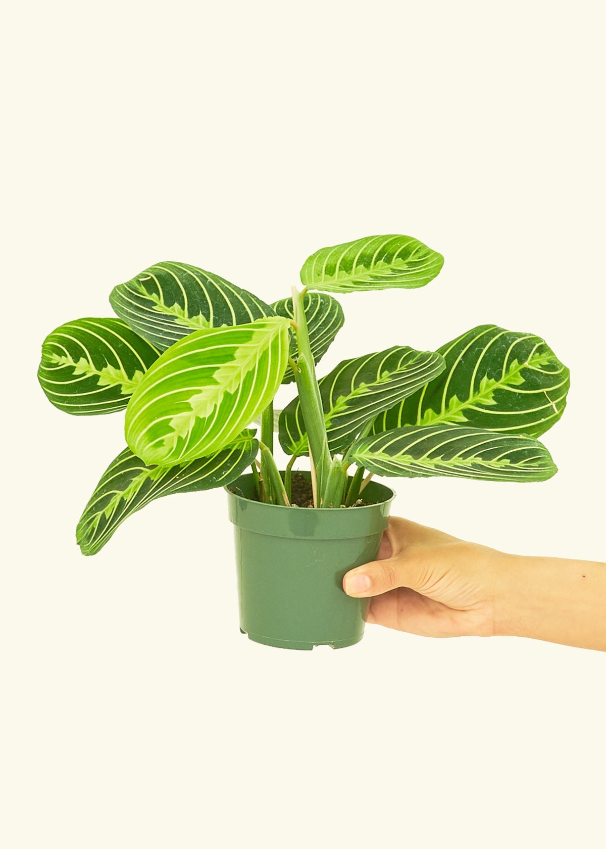 Small Lemon Lime Prayer Plant (Maranta leuconeura)