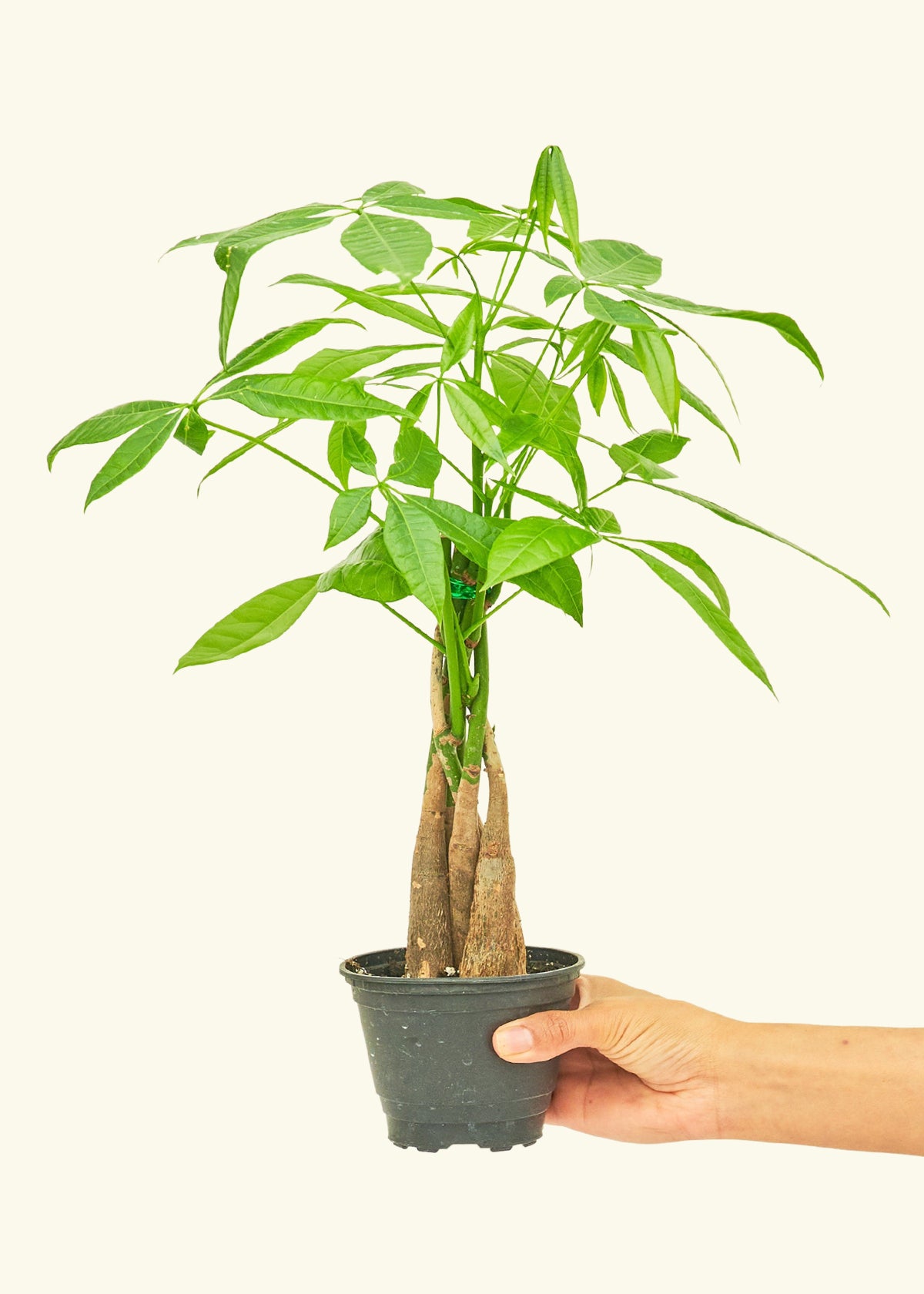 4" Money Tree in Grow Pot