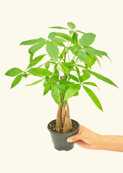 4" Money Tree in Grow Pot