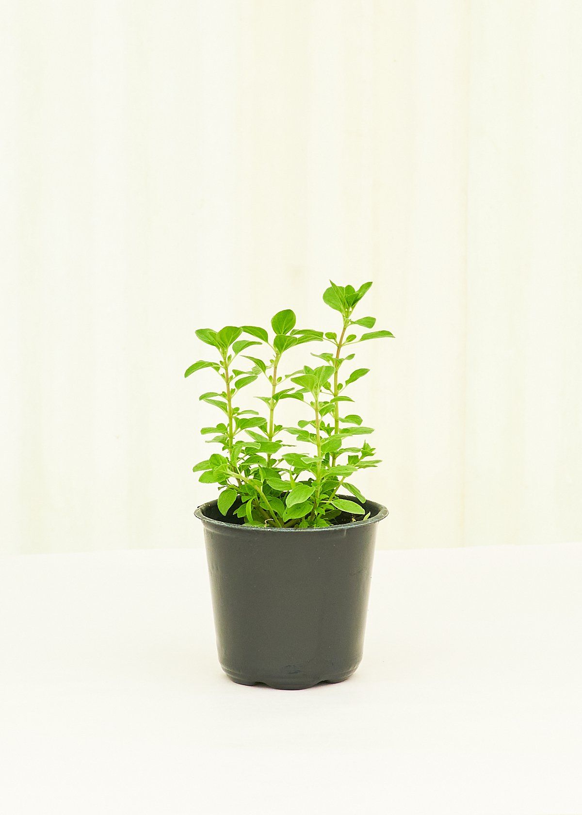 Oregano 4-Pack Plant Rooted 