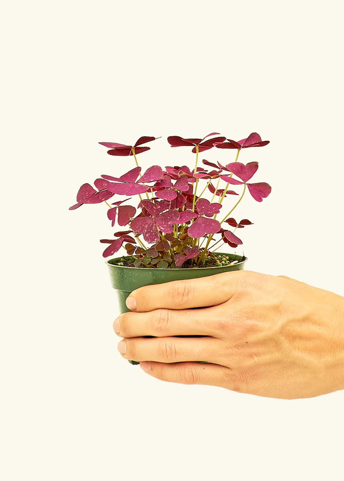 Small Purple Shamrock (Oxalis vairety) in a grow pot.