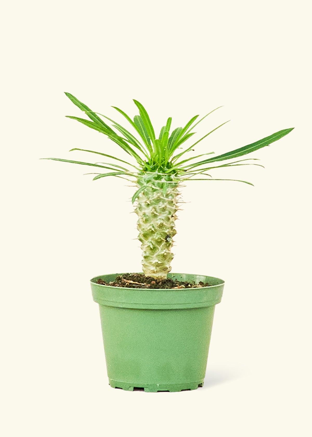 Small Madagascar Palm (Pachypodium lamerei) in a grow pot.