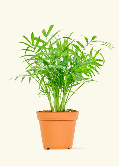 Small Parlor Palm (Chamaedorea elegans) in a grow pot.