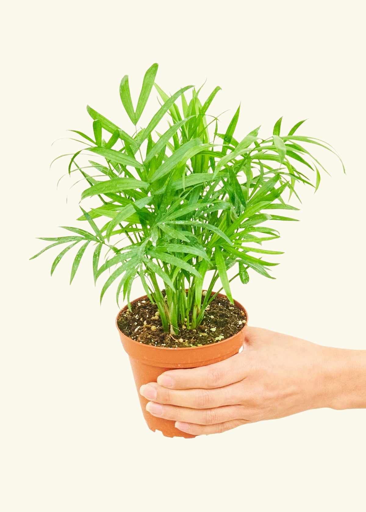 Small Parlor Palm (Chamaedorea elegans) in a grow pot.