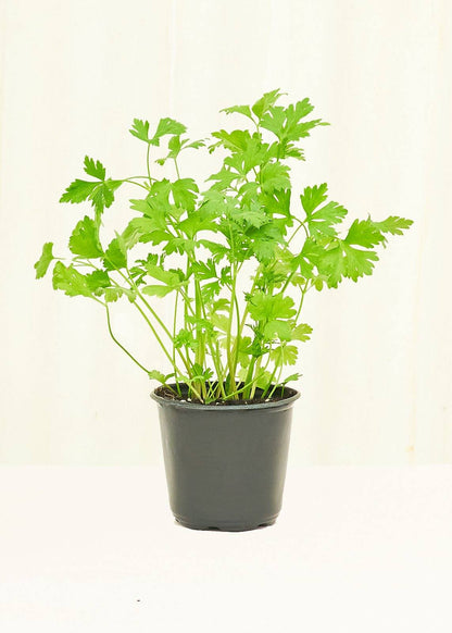 Parsley 4-Pack Plant Rooted 