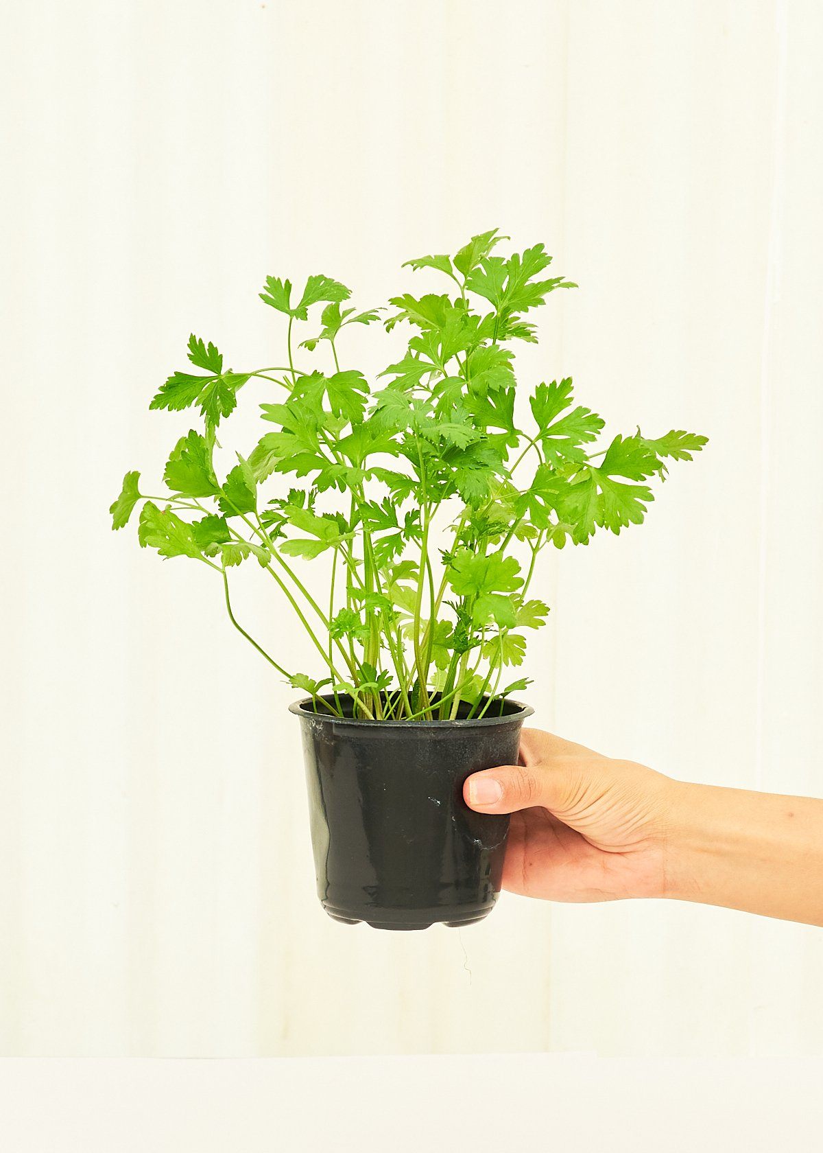 Parsley in a 4" pot.