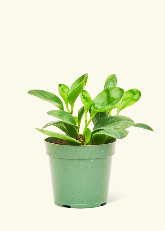 Small Baby Rubber Plant in a grow pot.