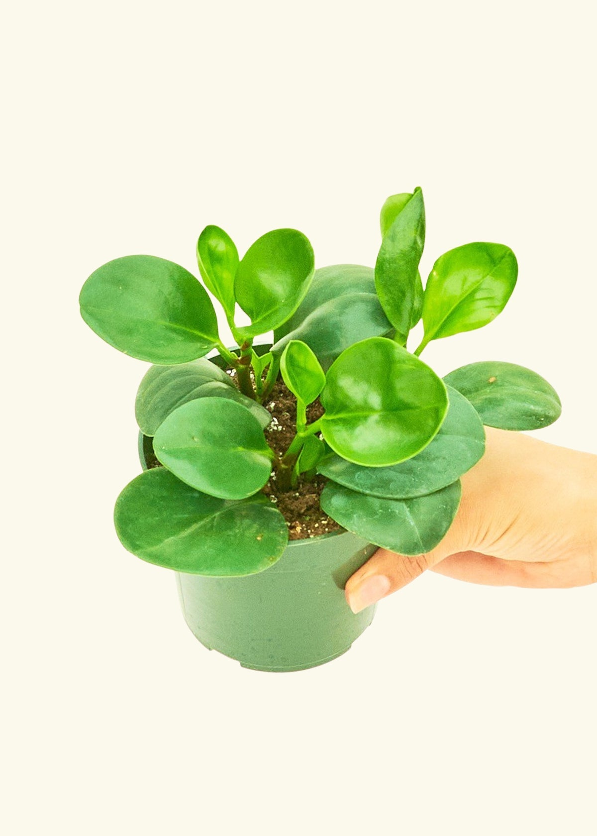 Small Baby Rubber Plant in a grow pot.